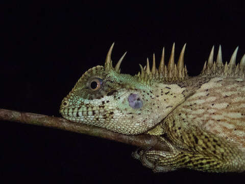 Image of Acanthosaura cardamomensis Wood, Grismer, Grismer, Neang, Chav & Holden 2010