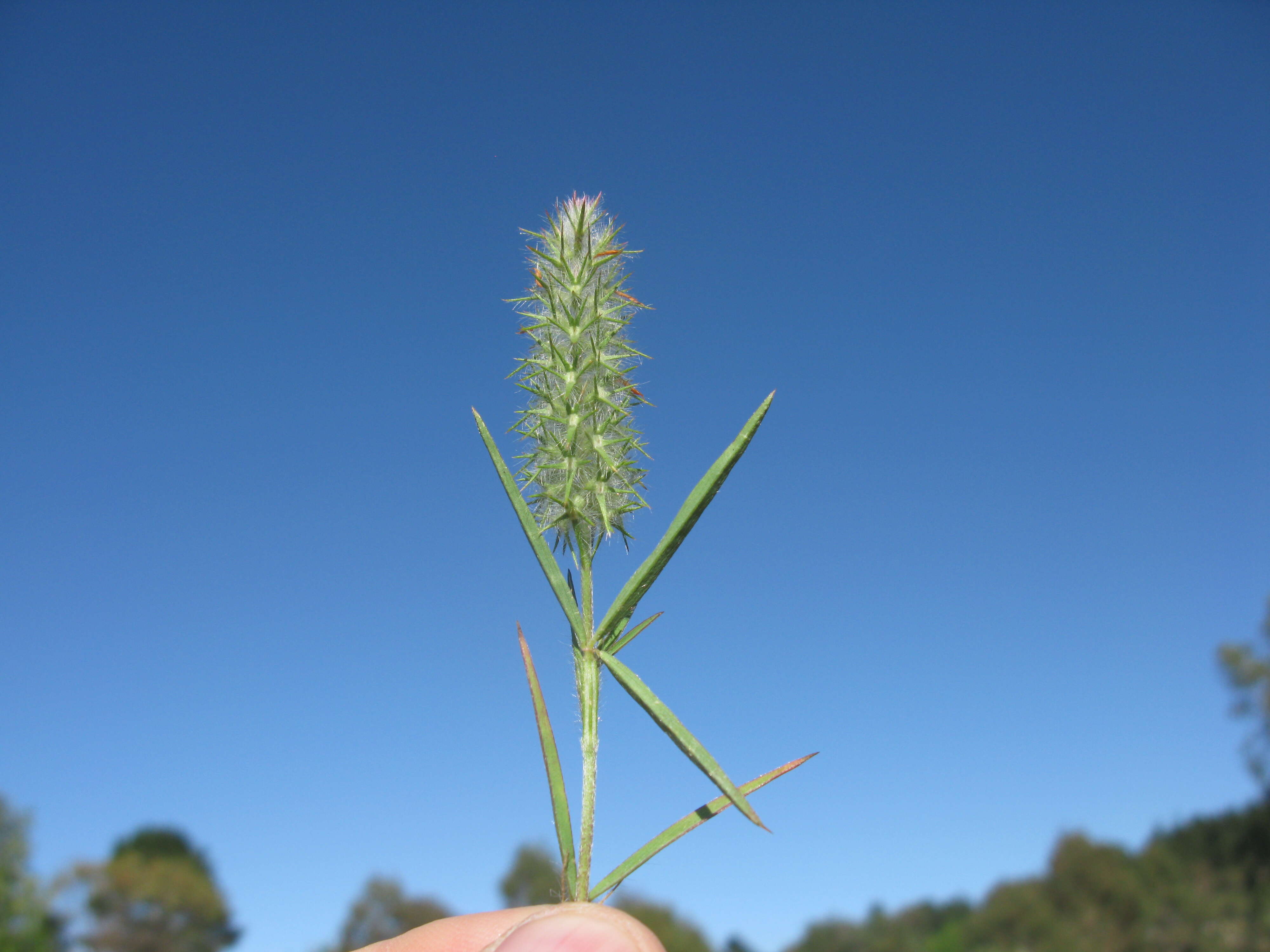 Image of Narrow Clover