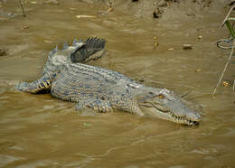 Image of Crocodilia