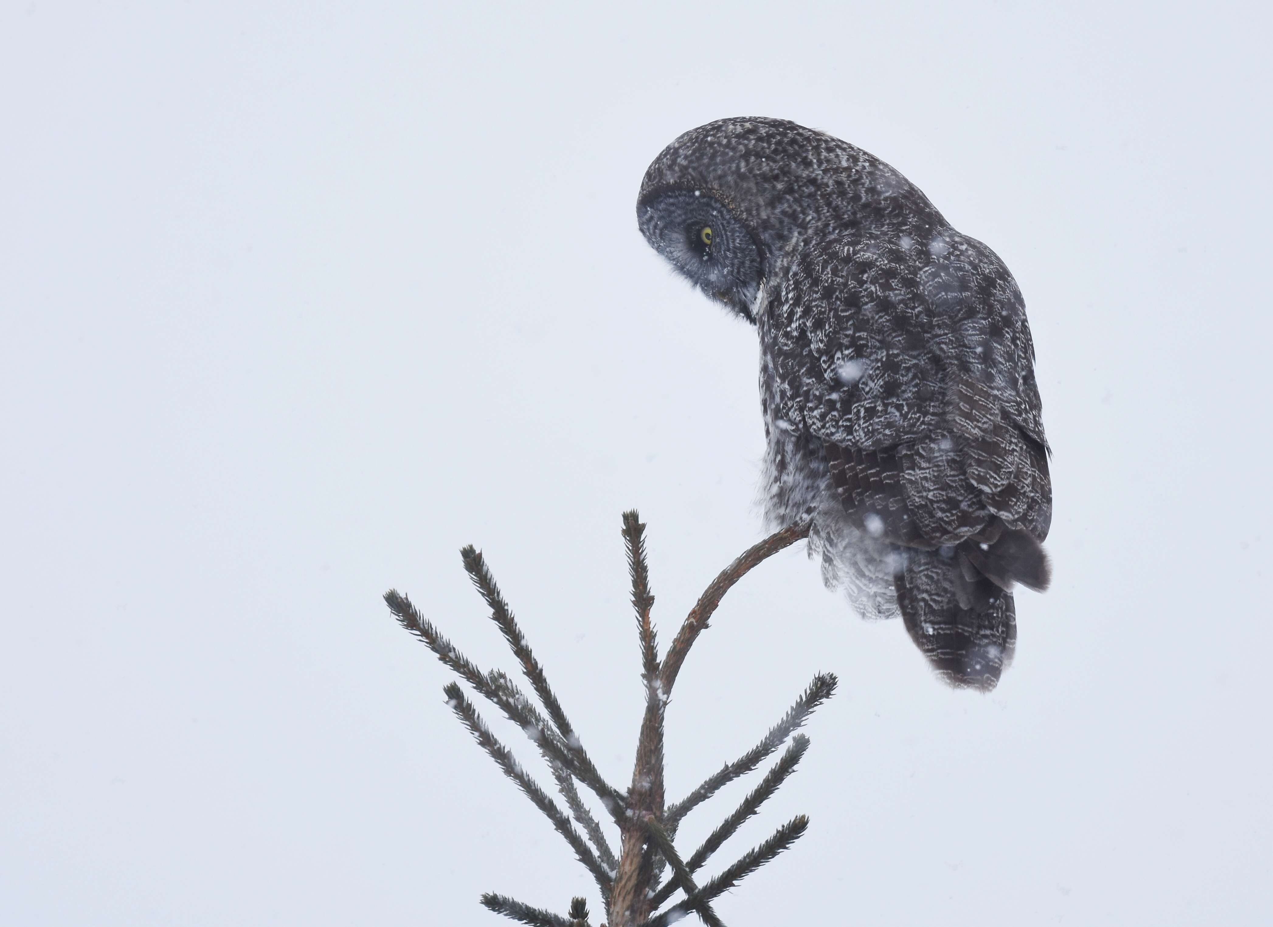 Image of Great Gray Owl