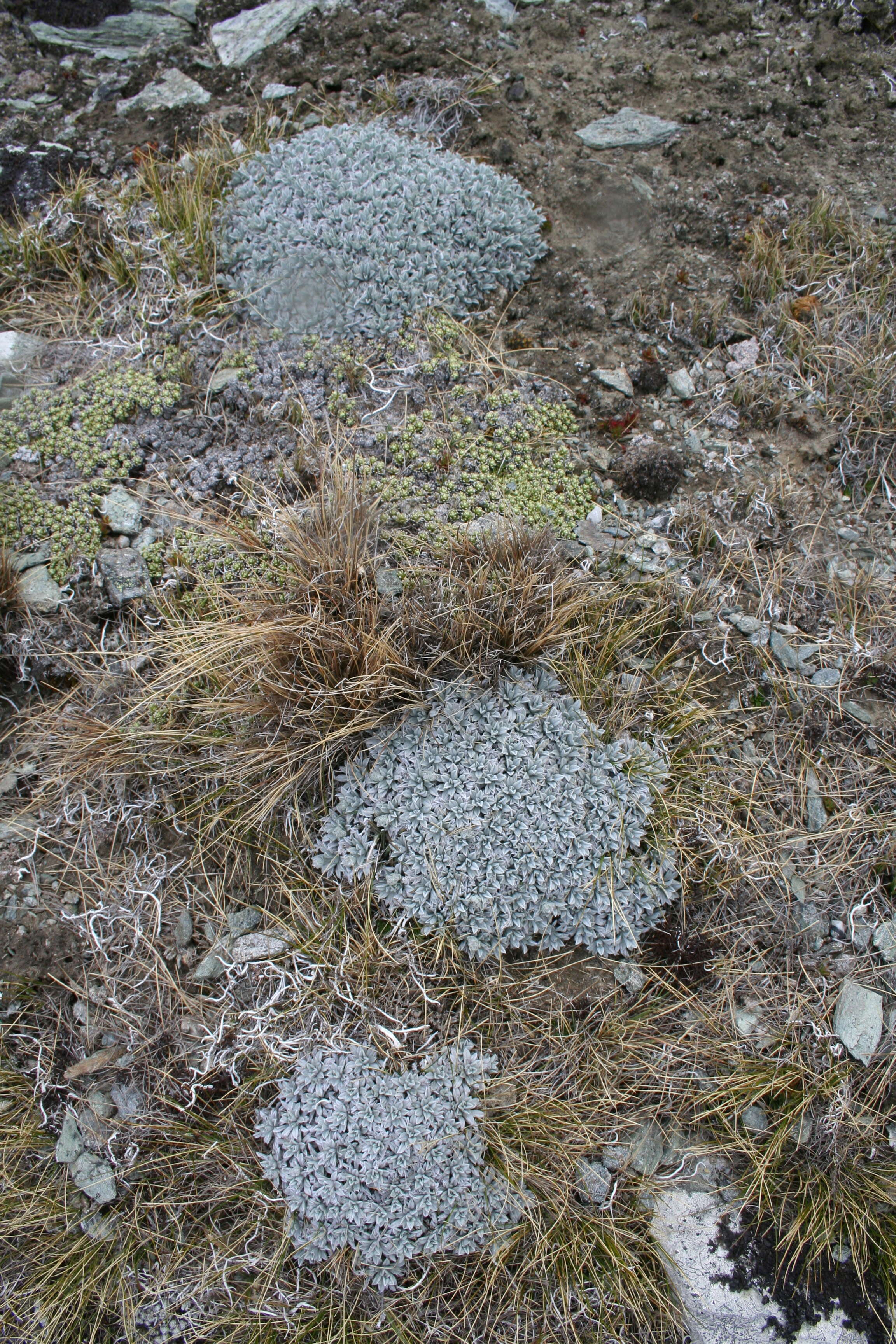 Imagem de Myosotis albosericea Hook. fil.