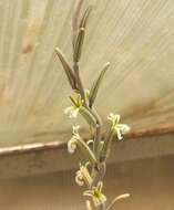 Plancia ëd Haworthiopsis bruynsii (M. B. Bayer) G. D. Rowley