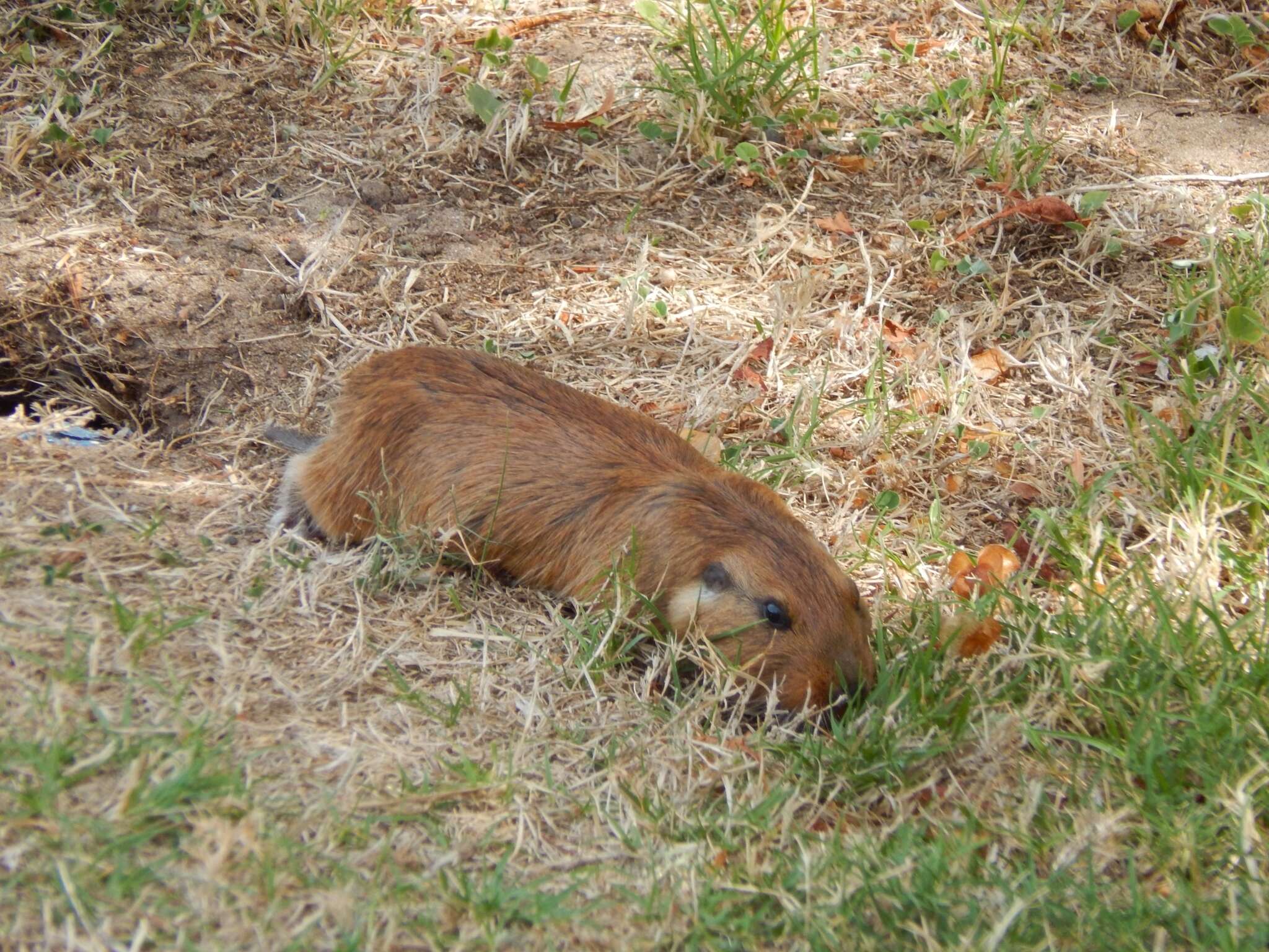 Image of Pearson's tuco-tuco