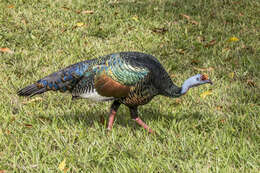Image of Ocellated Turkey