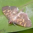 Herpetogramma pseudomagna Yamanaka 1976 resmi