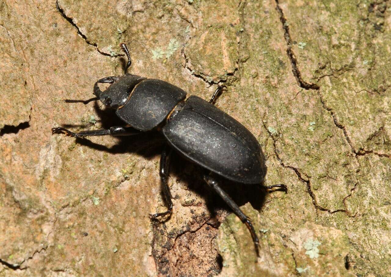 Image of Dorcus parallelipipedus (Linnaeus 1758)