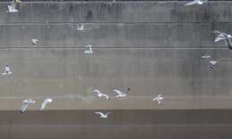 Image of Lesser Black-backed Gull