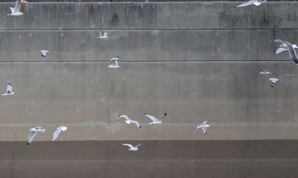 Image of Lesser Black-backed Gull