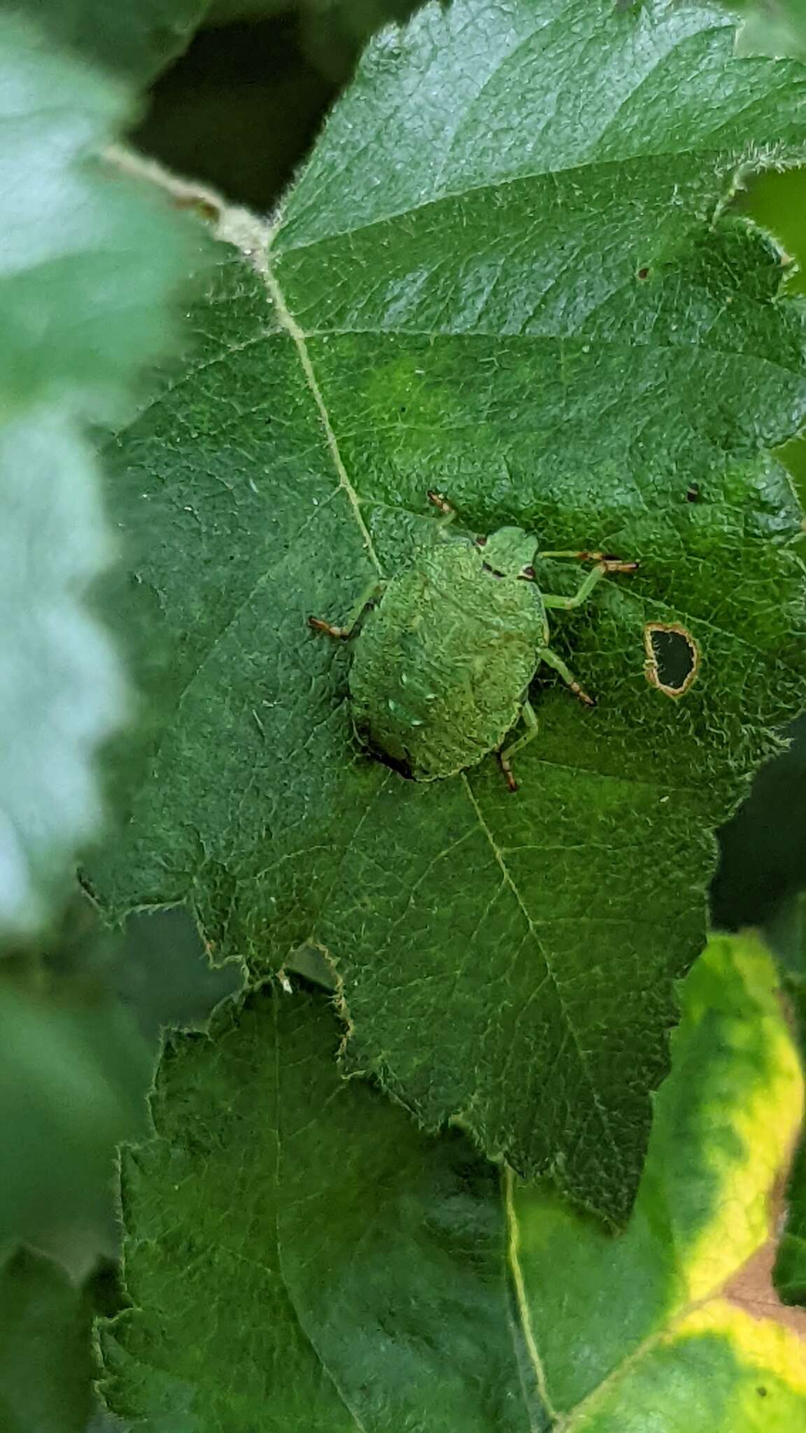 Image of Green shield bug