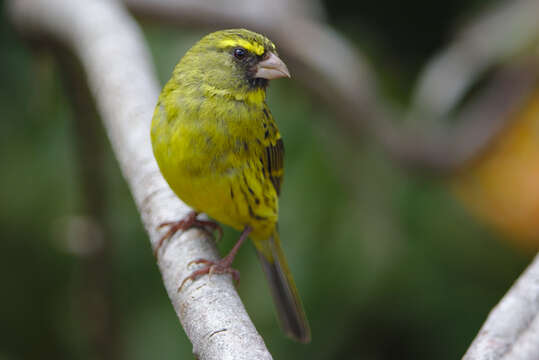 Image of Forest Canary