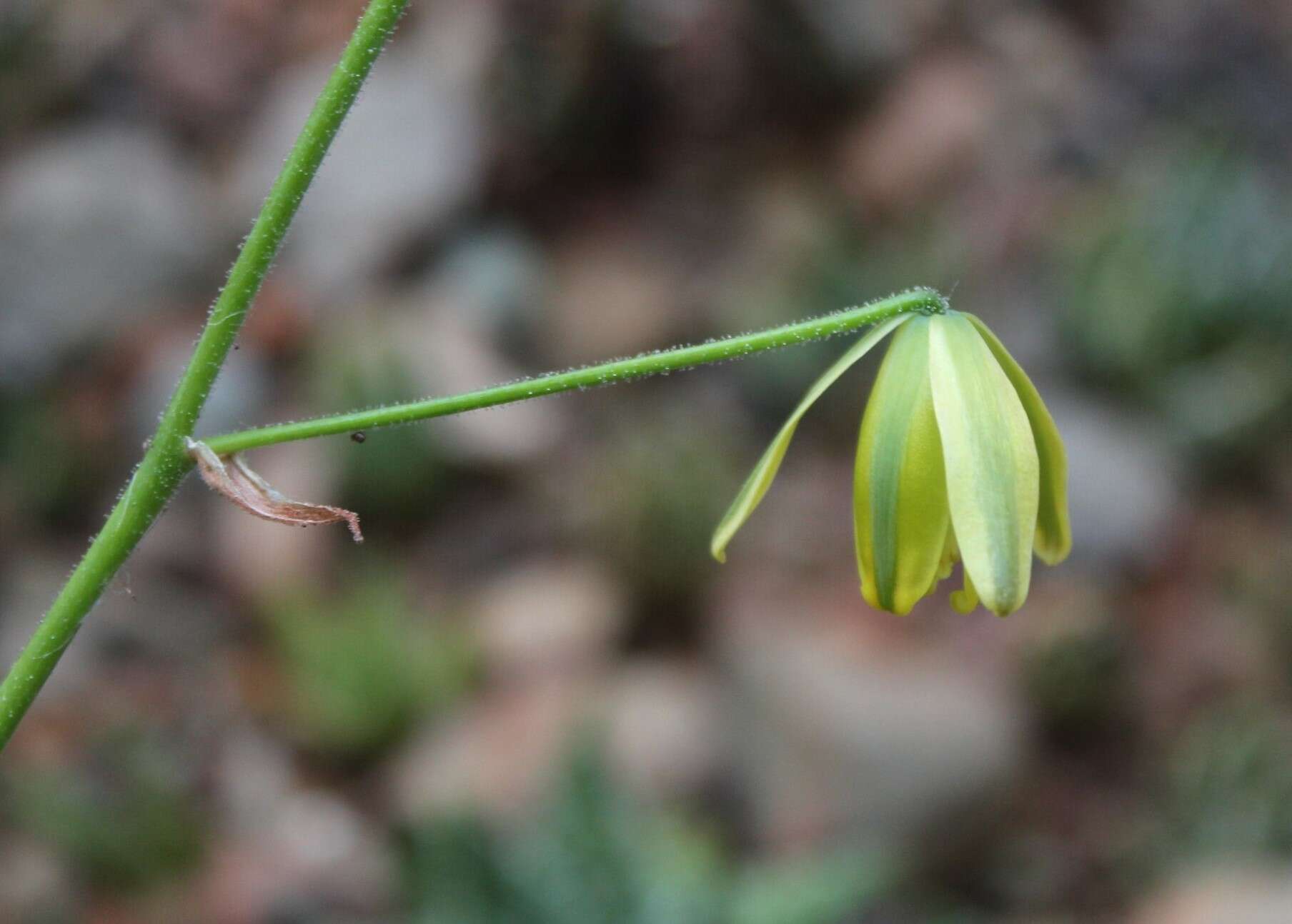 Imagem de Albuca viscosa L. fil.