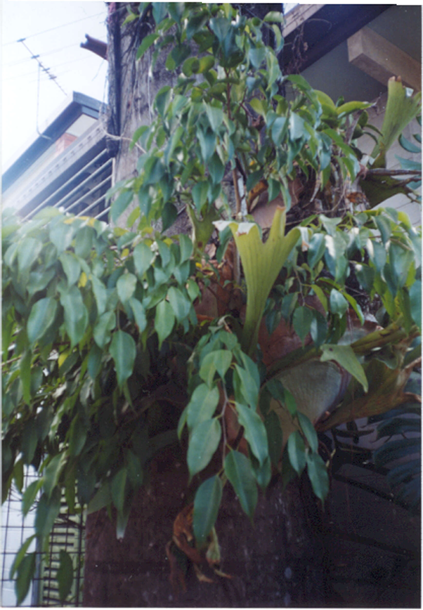 Imagem de Ficus benjamina L.