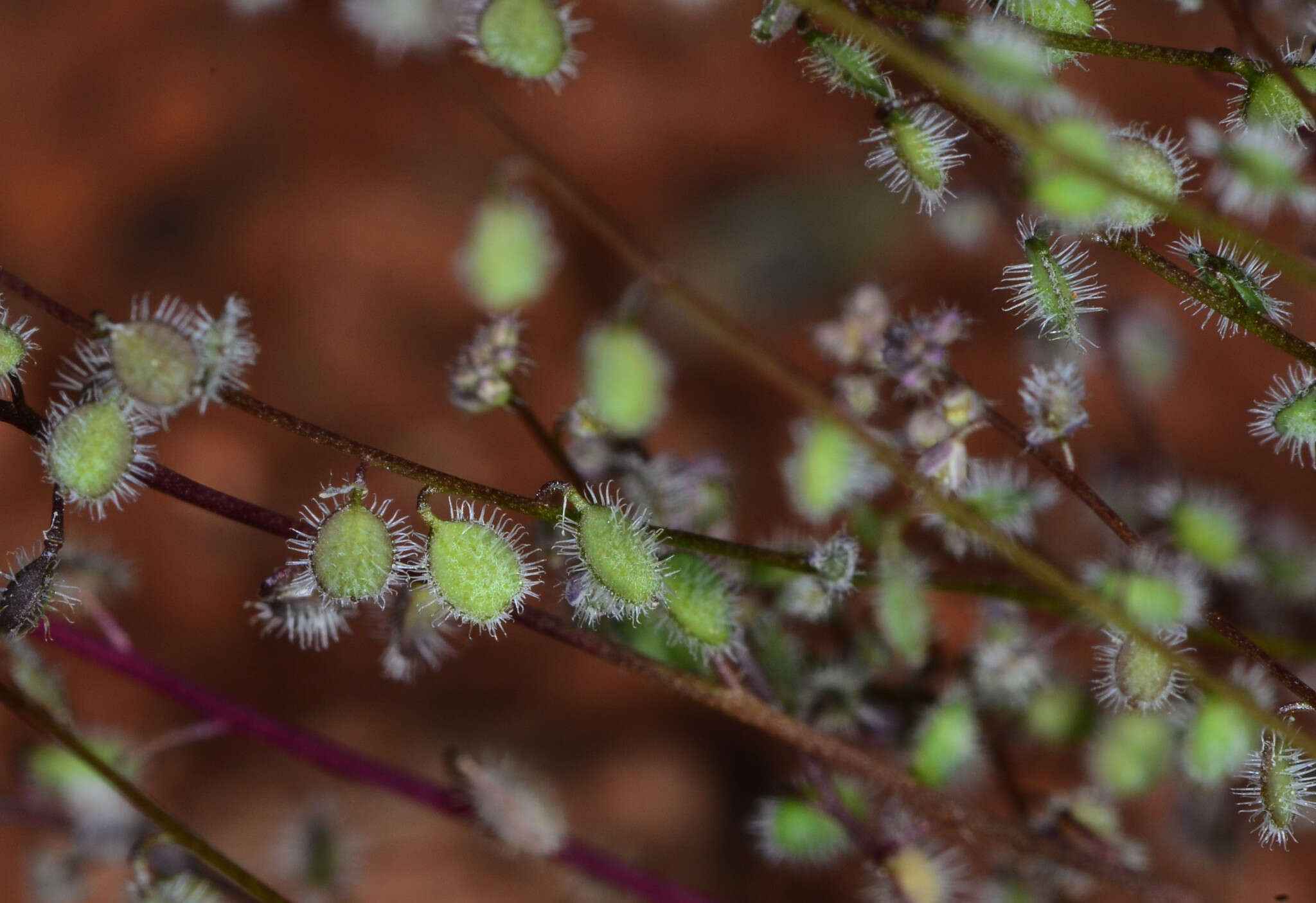 Image of sandweed