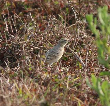 Image of Bush Pipit