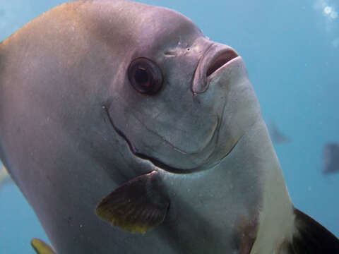 Image of Golden batfish