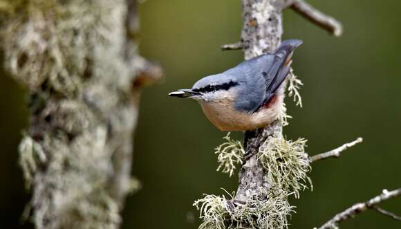 Image of Eurasian Nuthatch