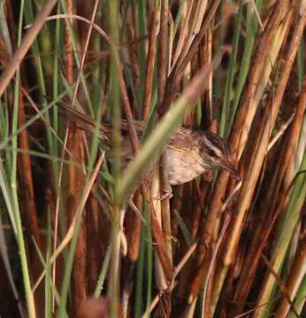 Image of Sedge Warbler