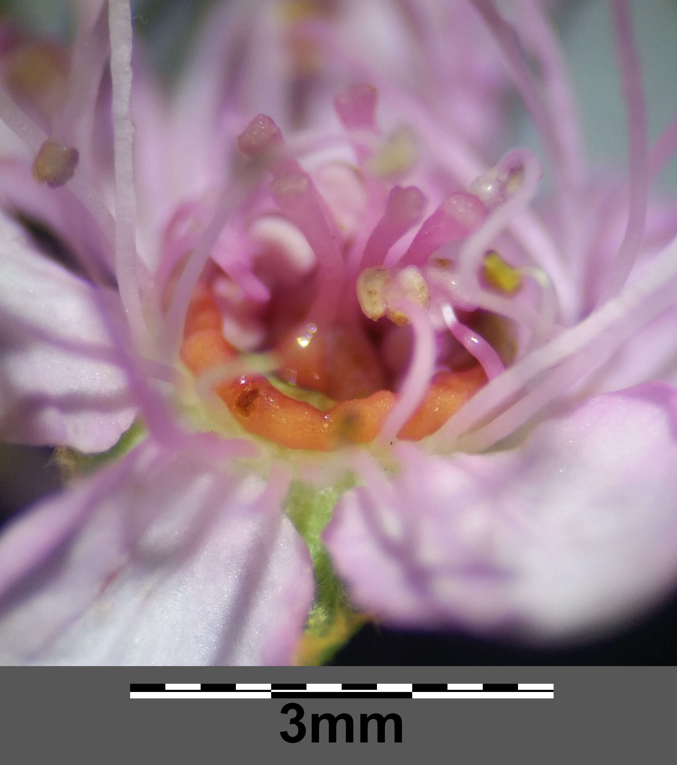 Слика од Spiraea salicifolia L.