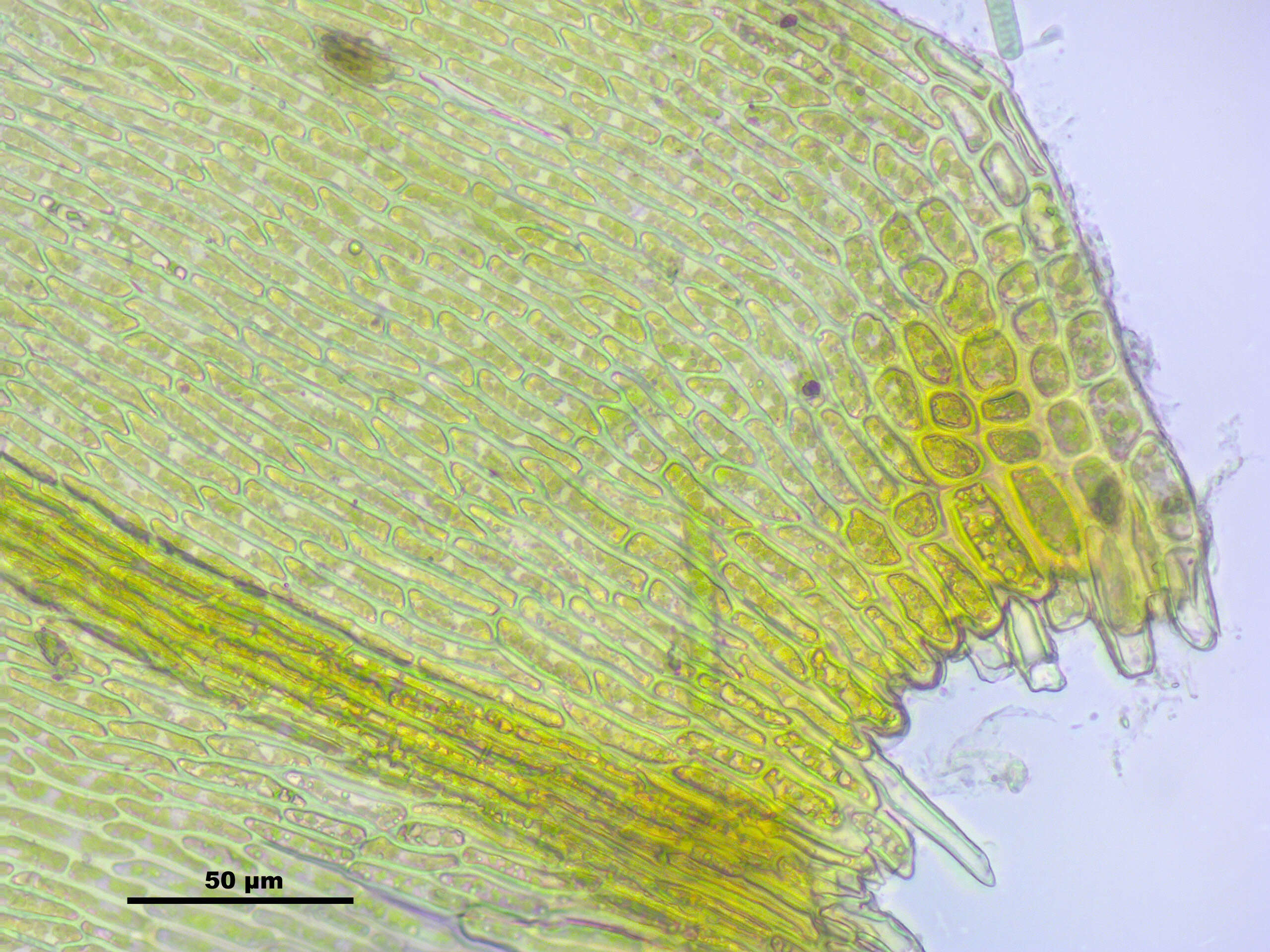 Image of goldenleaf campylium moss