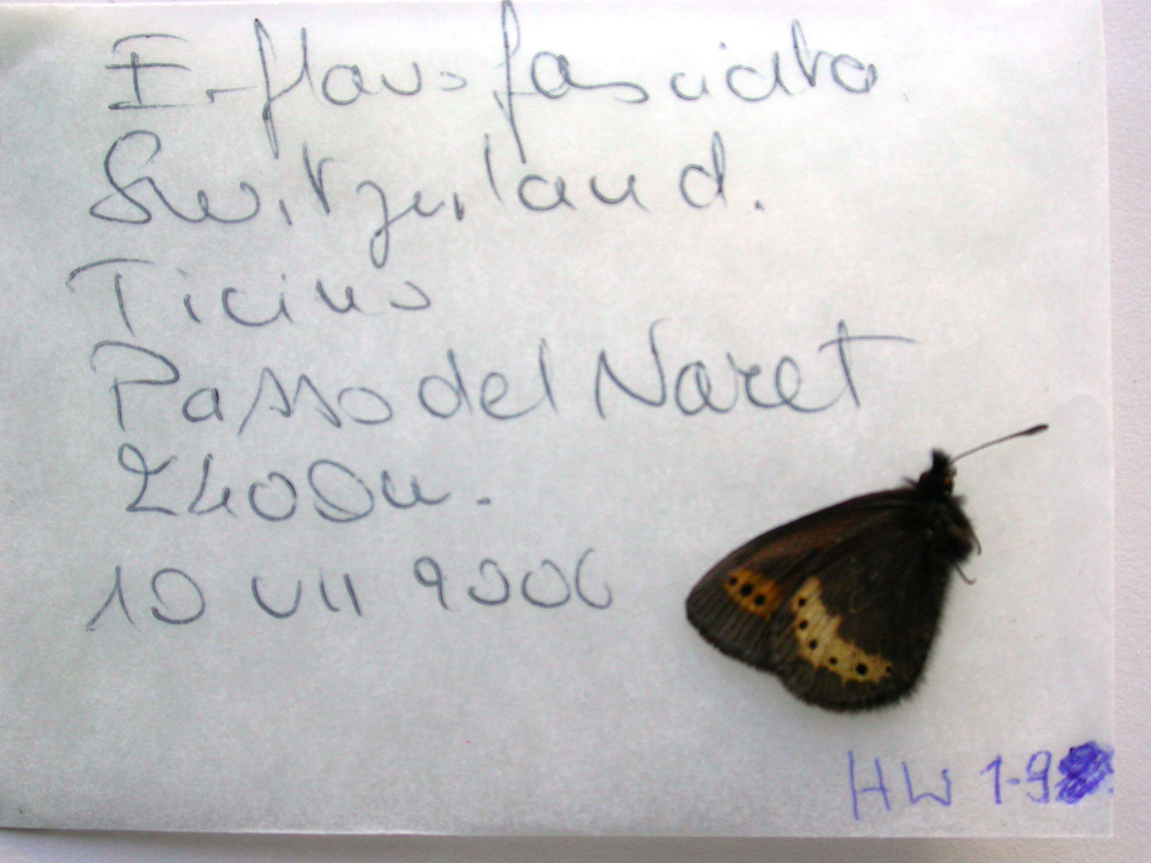 Image of Yellow-banded Ringlet