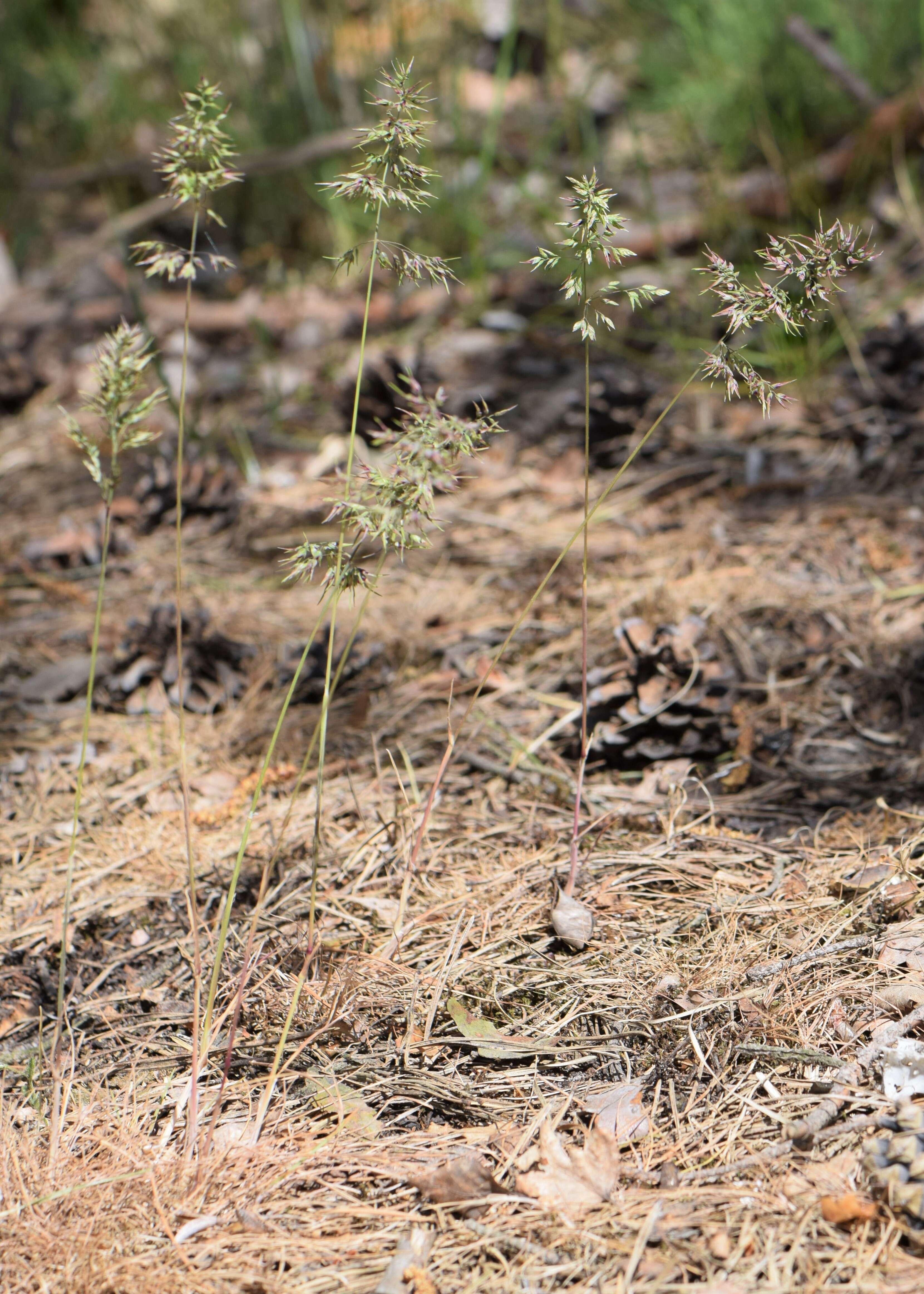 Imagem de Poa bulbosa L.