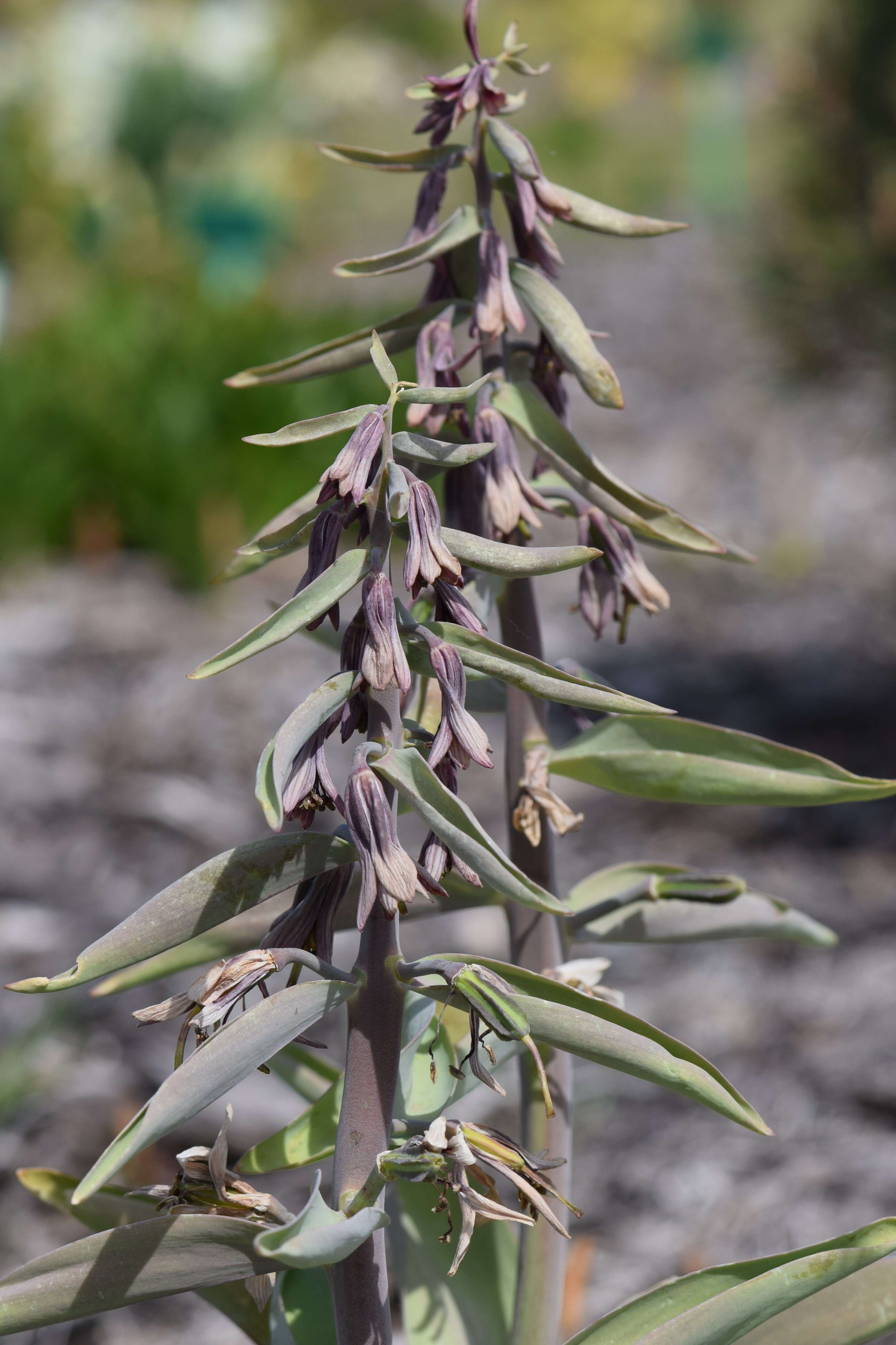 Image of Fritillaria sewerzowii Regel