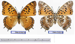 Charaxes jahlusa Trimen 1862的圖片