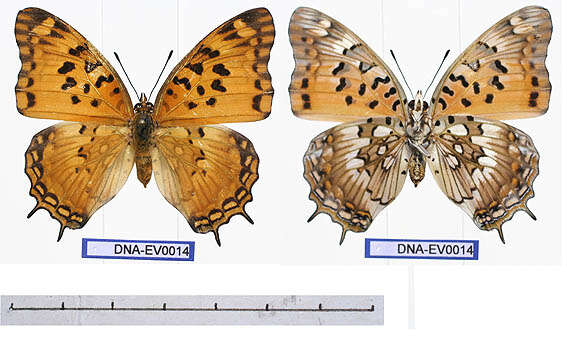 Charaxes jahlusa Trimen 1862的圖片