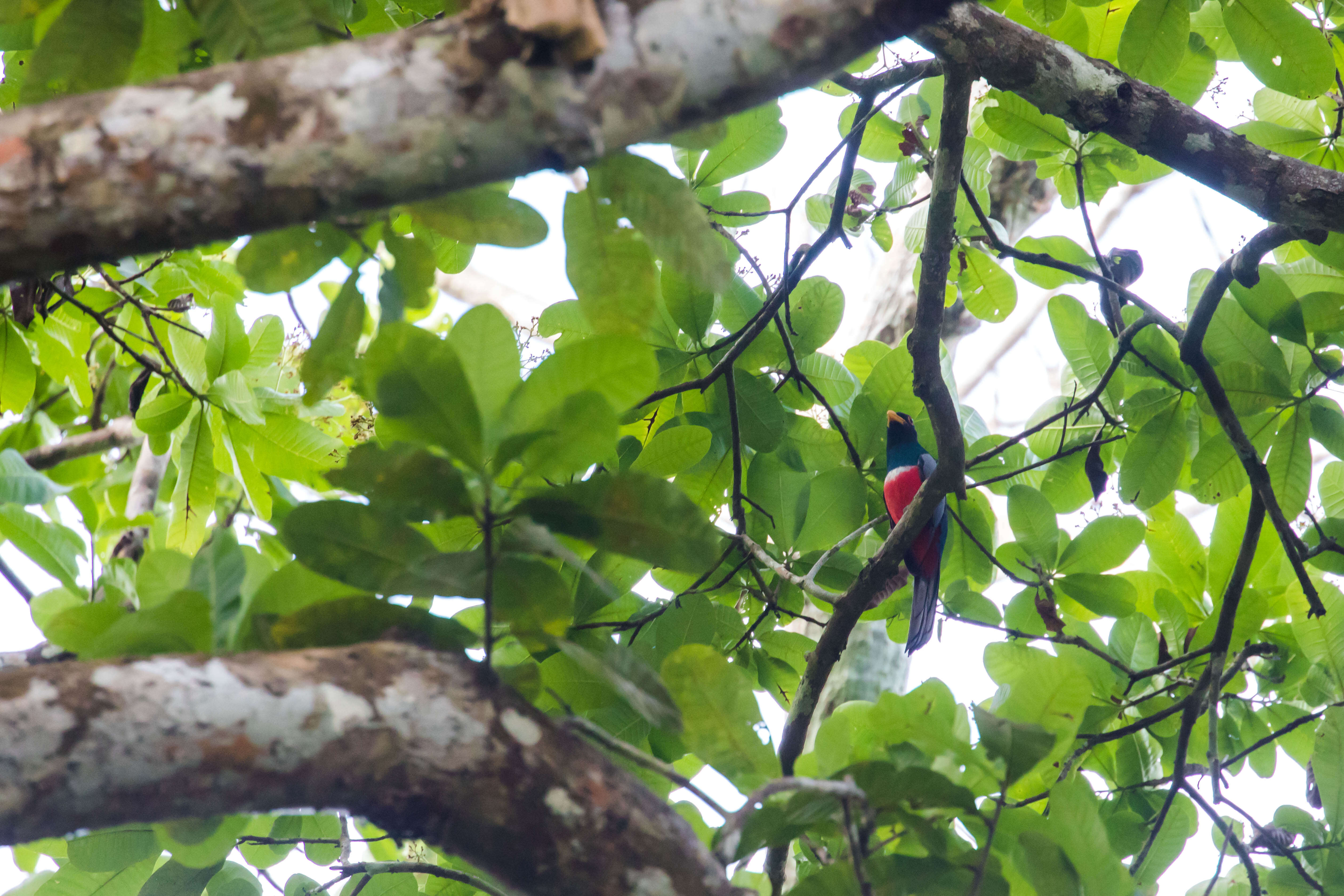 Image of Black-tailed Trogon