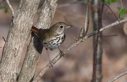 Image of Hermit Thrush