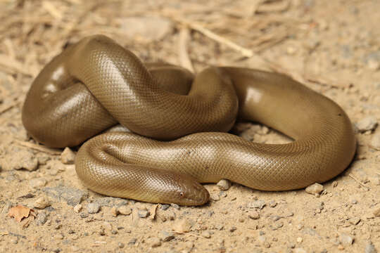 Image of Northern Rubber Boa