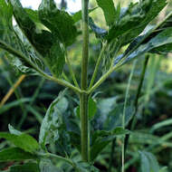 Image of hemp agrimony