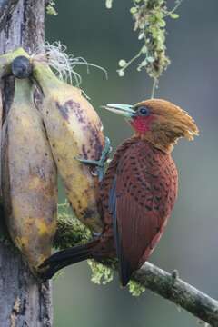 Image of Chestnut-colored Woodpecker