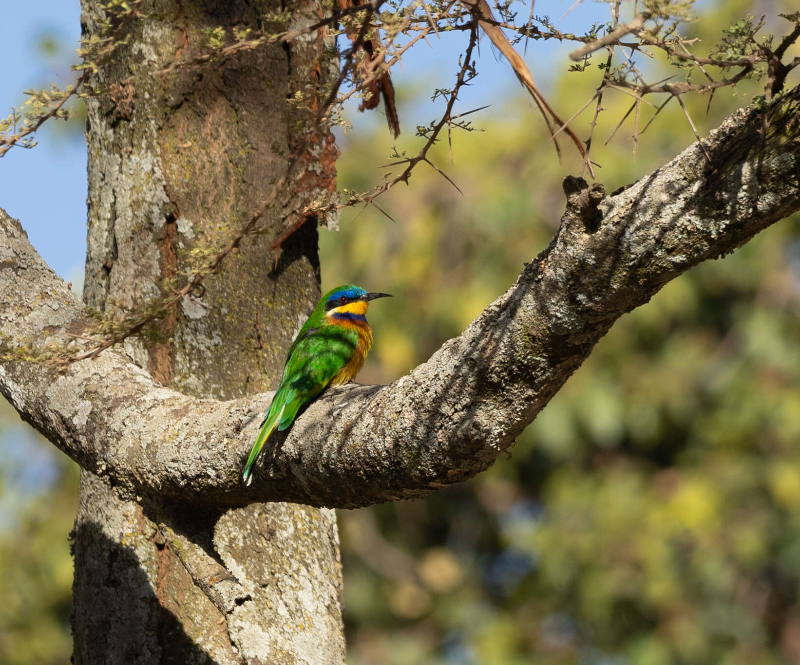 Image of Blue-breasted Bee-eater