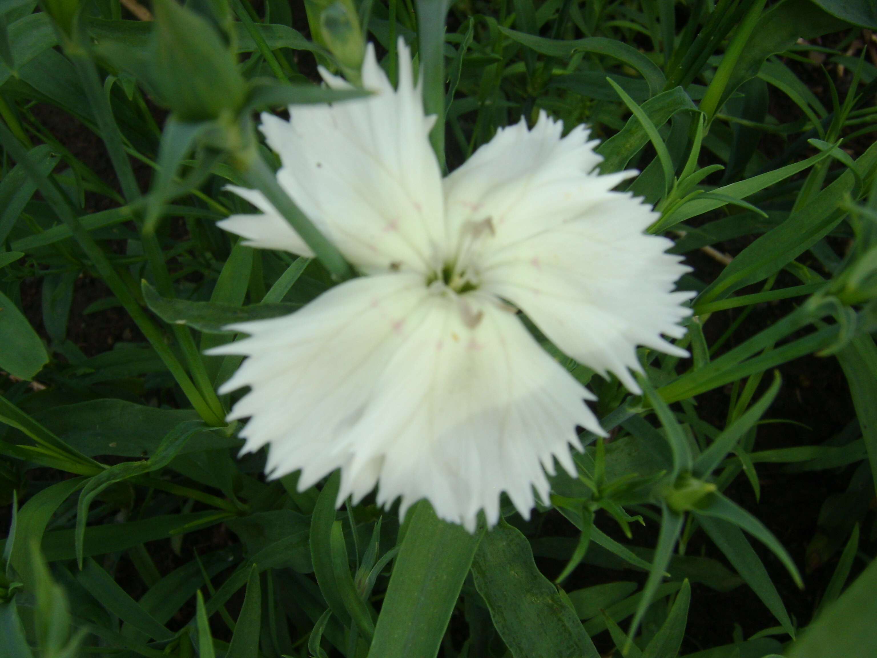 Image of carnation