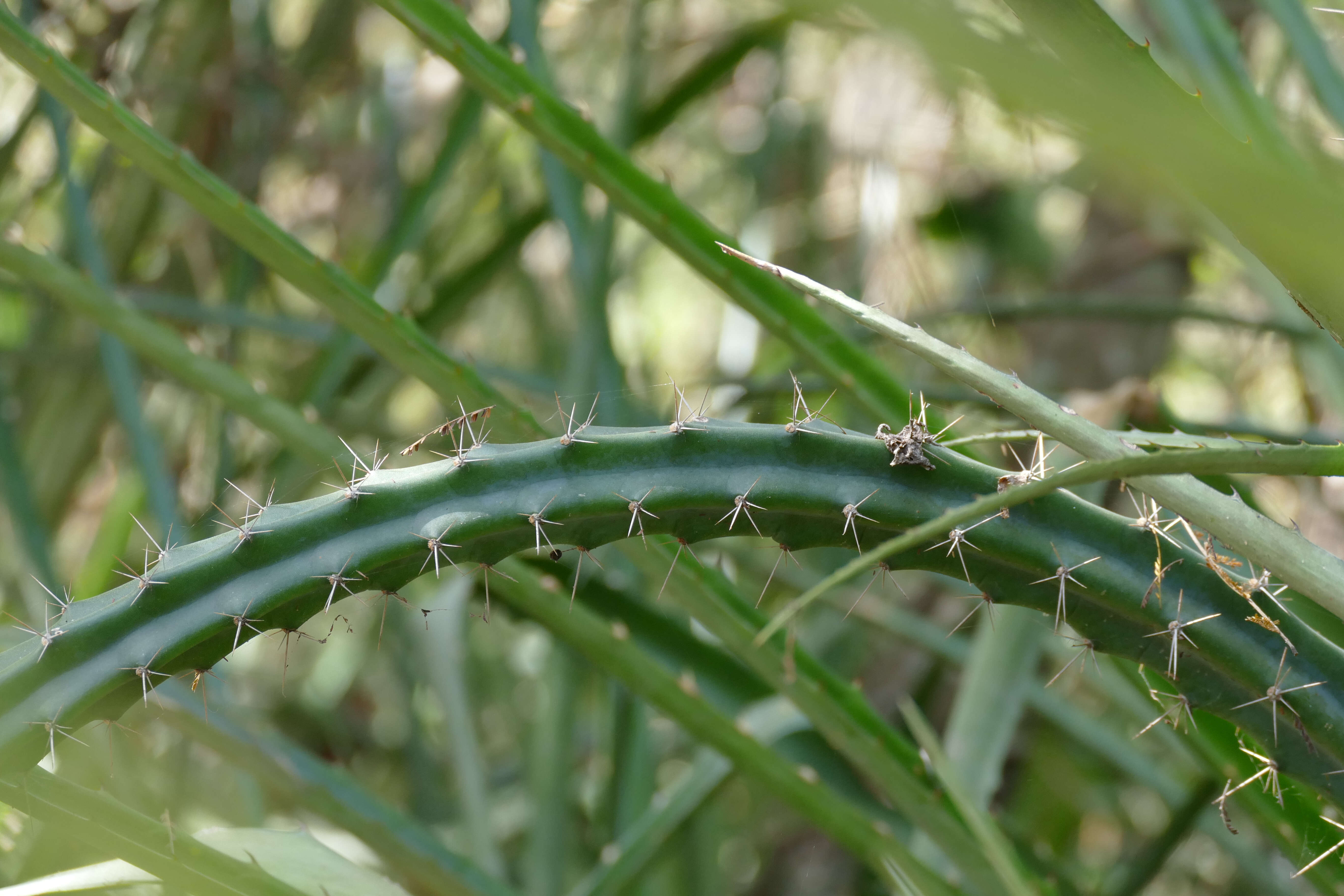 Image of Cereus kroenleinii N. P. Taylor