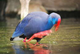 Image of Purple Swamphen