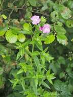 Слика од Epilobium hirsutum L.