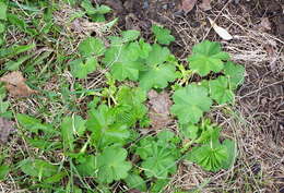 Image of Alchemilla baltica Sam. ex Juz.