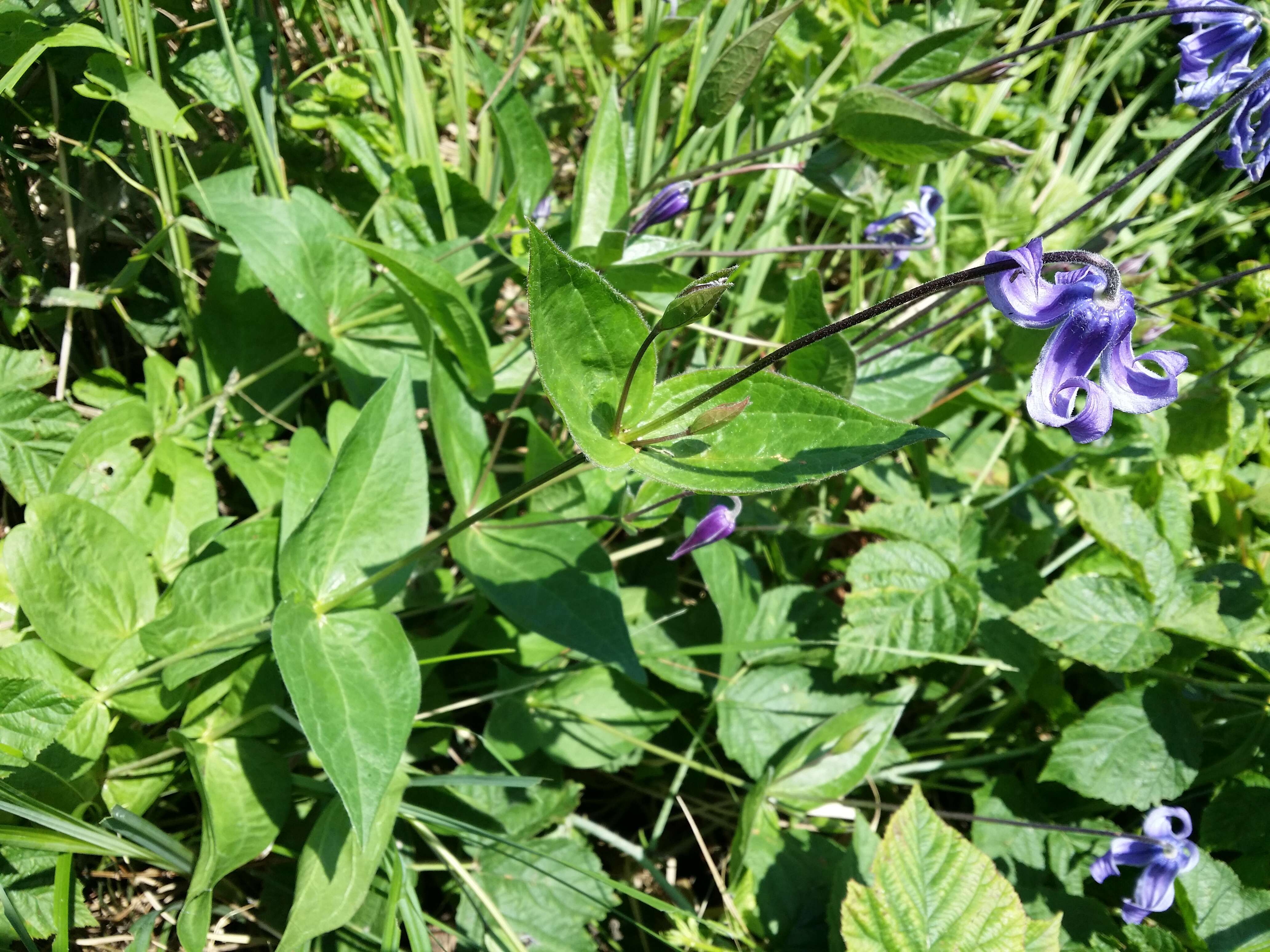 Imagem de Clematis integrifolia L.