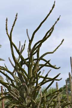 Image of Madagascan ocotillo