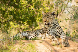 Image of Leopard