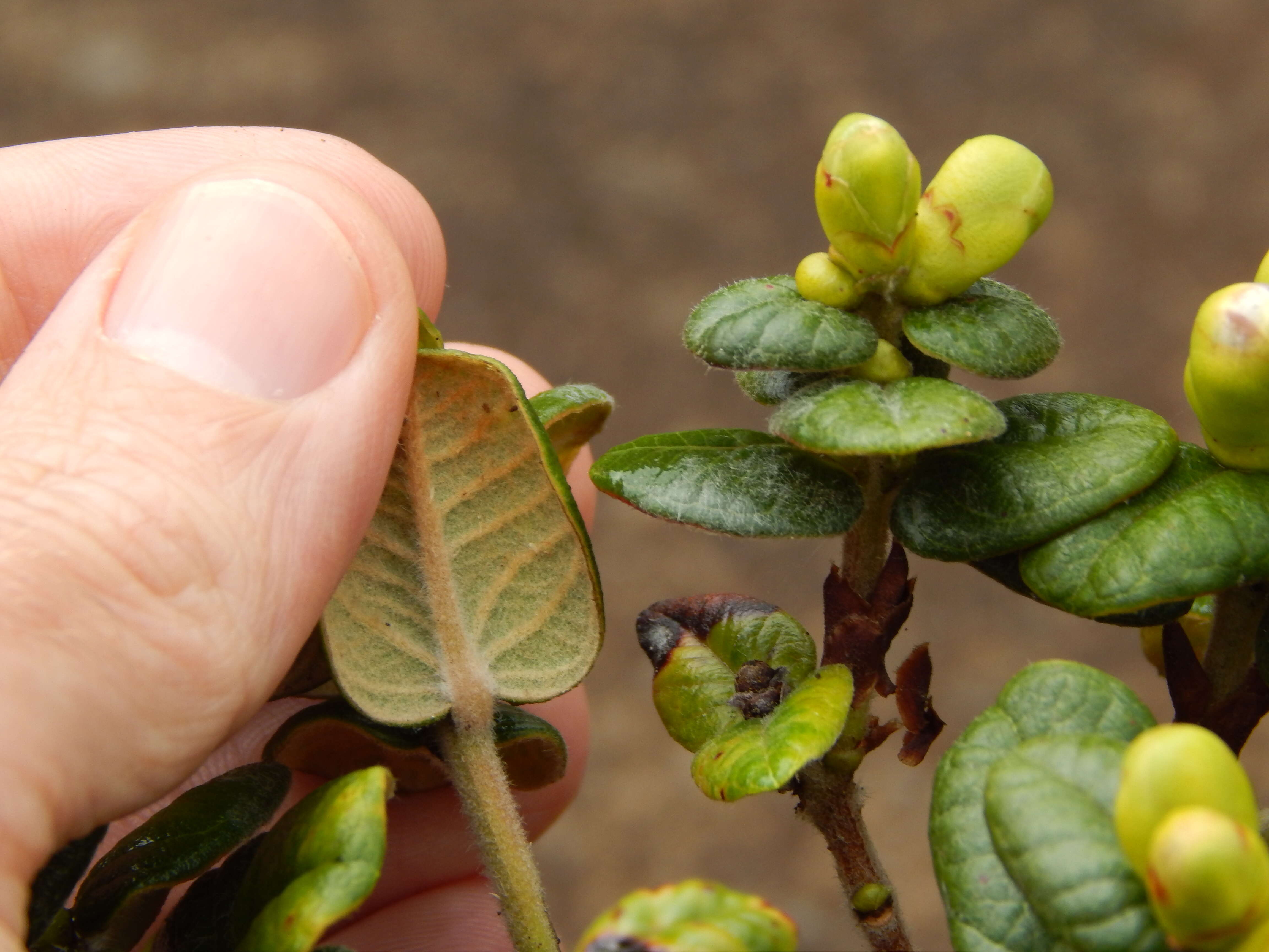 Image of Lehua Papa