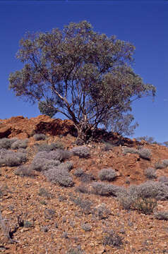 Eucalyptus carnei C. A. Gardner resmi