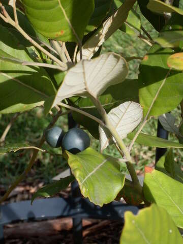 Image of Elaeocarpus sedentarius Maynard & Crayn