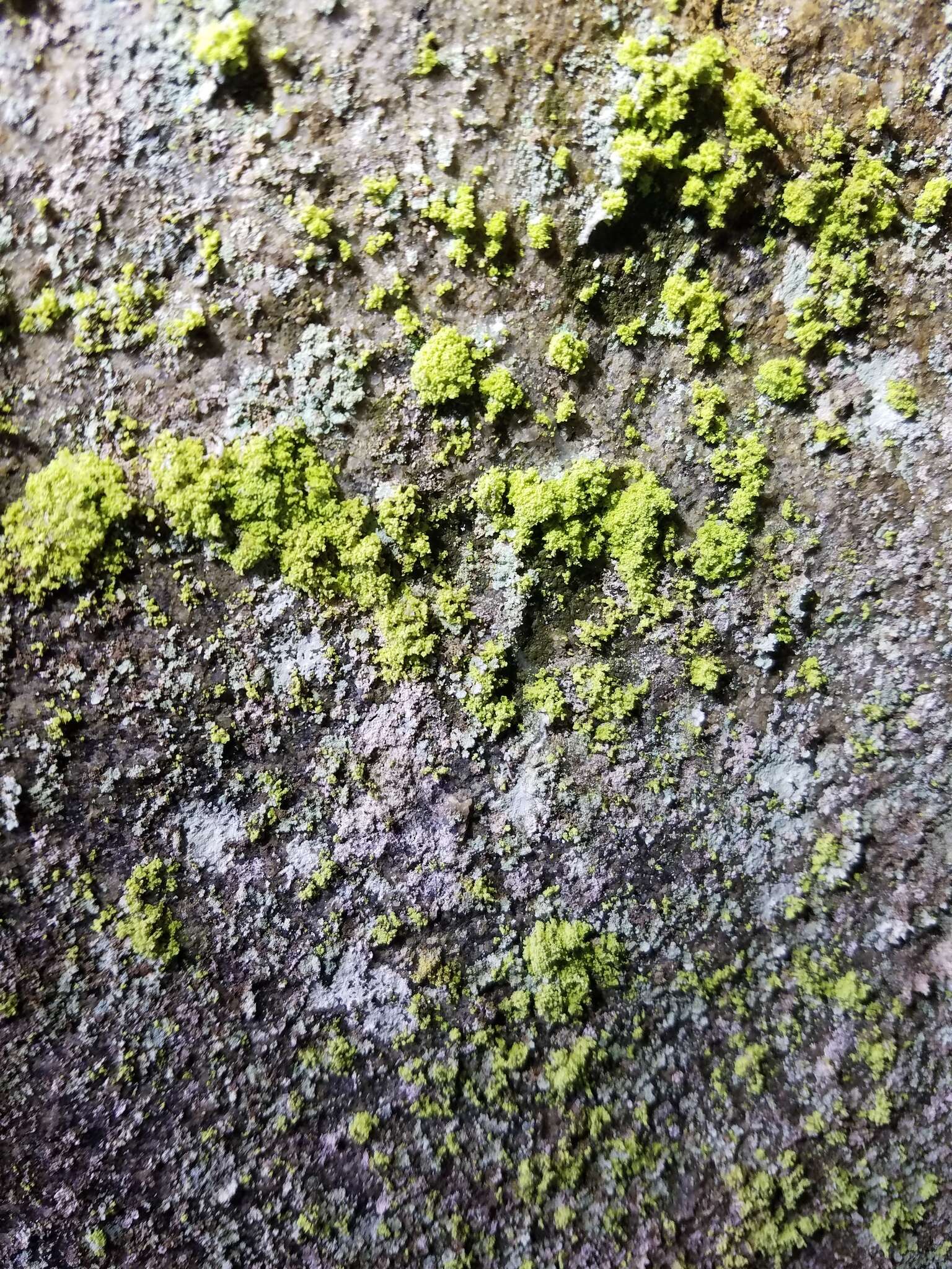 Image of Sulphur dust lichen