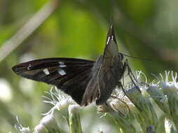 Image of Hammock Skipper