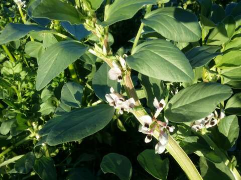 Image of Broad Bean