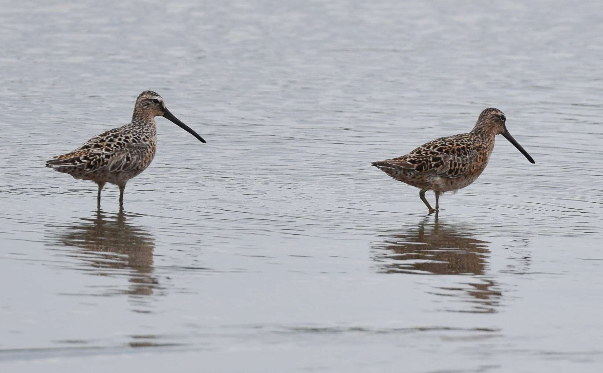 Image of Short-billed Dowitcher