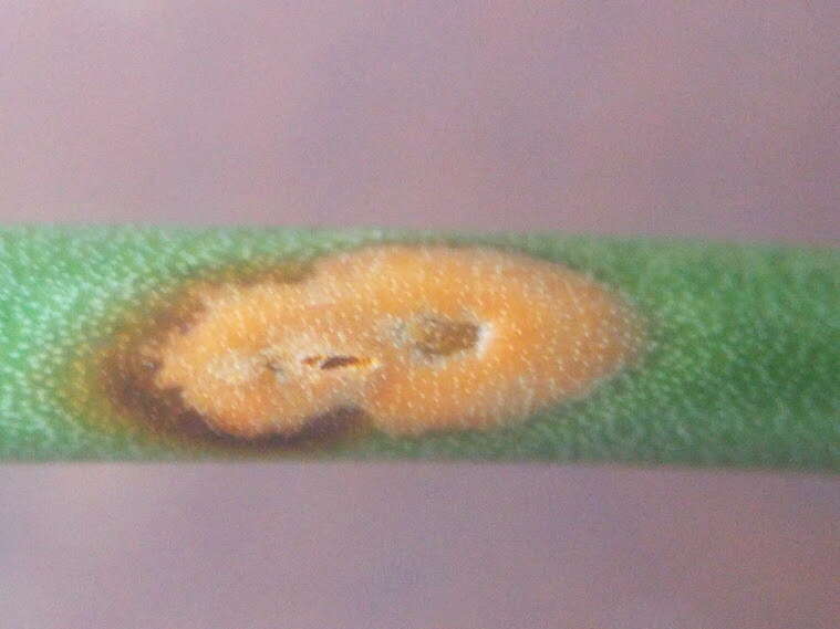 Image of Puccinia porri (Sowerby) G. Winter 1881